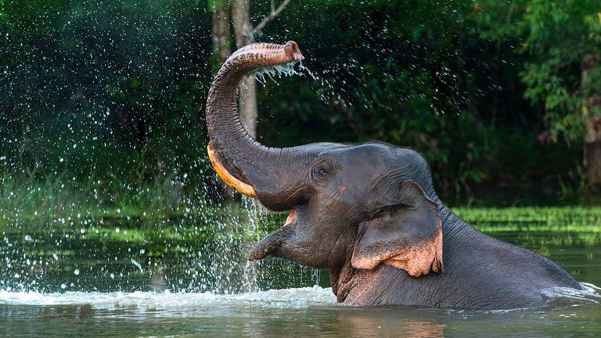 Elephant bathing in river