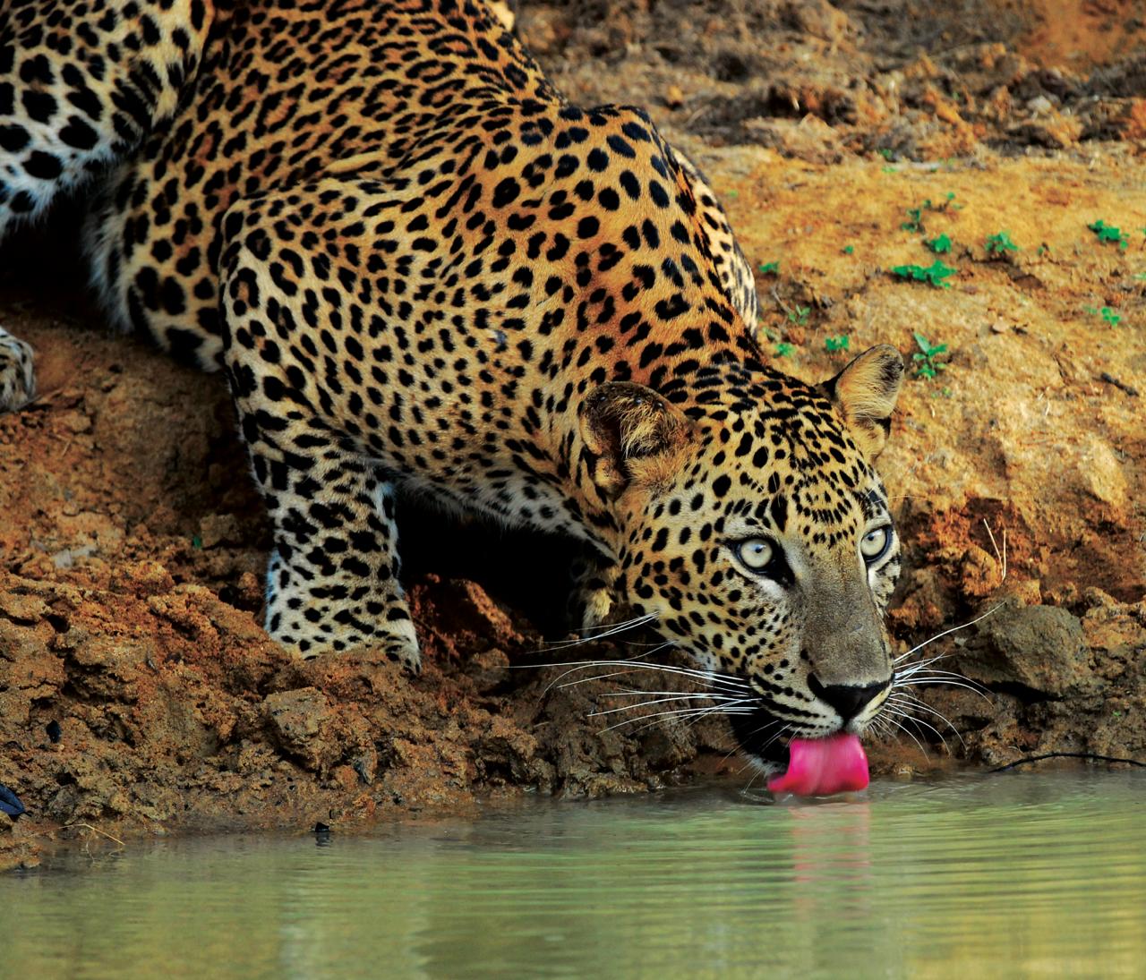 Leopard at Yala National Park