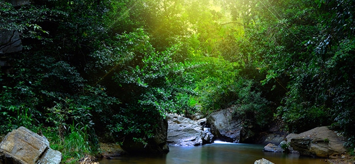 Sinharaja Forest